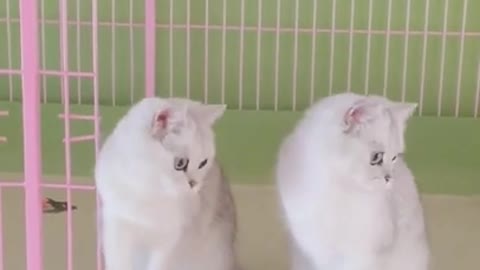 Animals Real 😹 - Best Of The 2020 #Funny Animals Videos - Try Not To Laugh #comedy #shorts