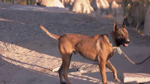 Beautiful brown dog chained outside in the yard. Domestic animal guards the yard on a sunny day