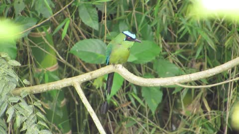 Green Beauty Bird Enjoys Sunny Day