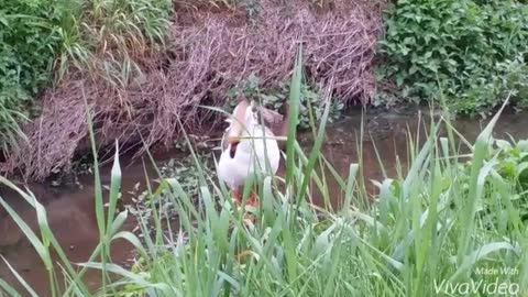 Can You Name This Rare Beautiful Duck?