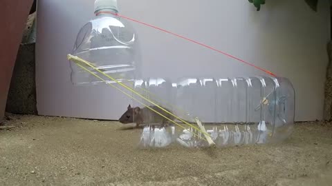 Water bottle Mouse/Rat Trap