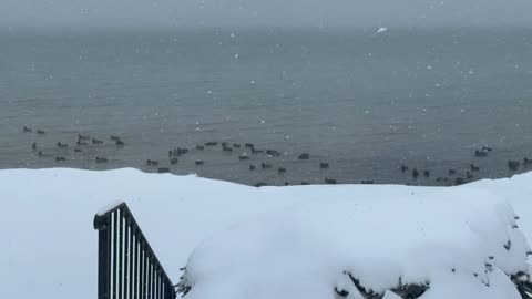 Winter Ducks Swimming to Stay Warm