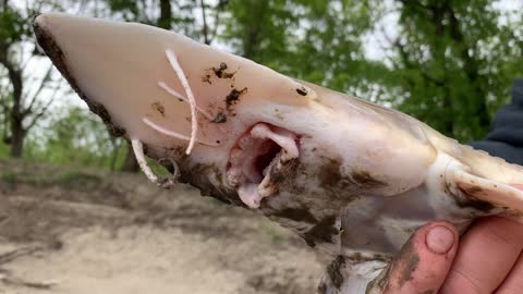 Creepy sturgeon