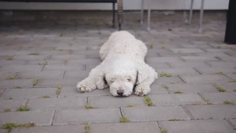 A fluffy white curly haired dog lies on a paving slabs and sleepily squints his eyes