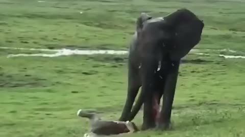 Watch The Very Rare Video of Giving Birth in Forest by an Elephant