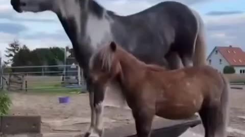 Dancing horse 🐎& 🏇baby horse