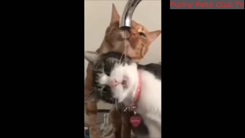 Funniest Cats and Dogs 2024 Videos😹🐶 Best Funny Animal Videos😅