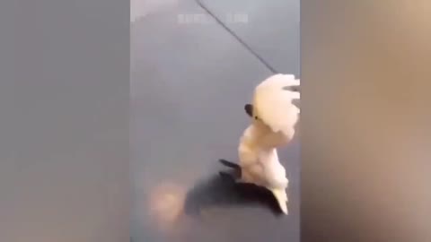 A parrot imitating a dog's voice