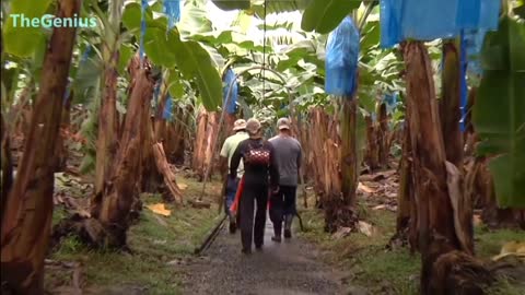 How To Banana Harvesting Cableway - Banana Processing in factory -provid by aqeel Banana Fart