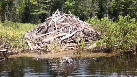 Beaver Lodge