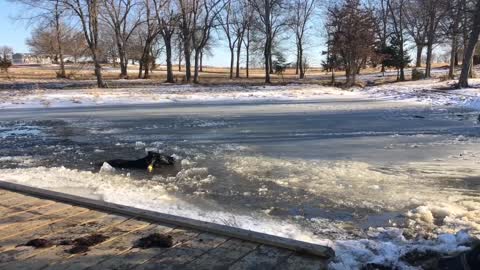 Cows Rescued from Frozen Pond