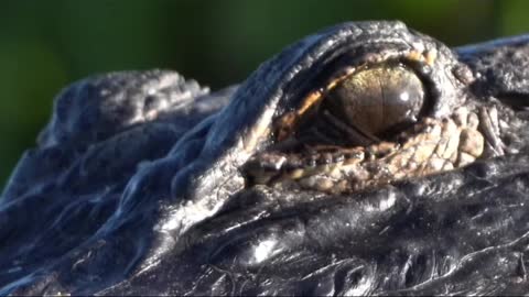 Check out this alligators third eyelid. This nictitating membrane helps to protect their eyes.