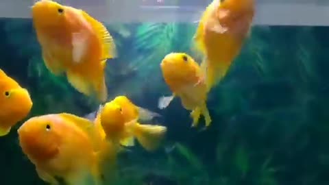 Beautiful Aquarium Fishes