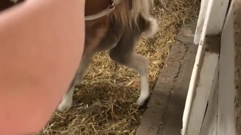 Brown horse eating apple