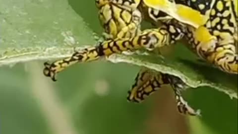 Grass Hopper | How To Eat Grass Hopper #grasshopper, #cat,