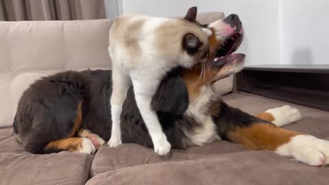 Bernese Mountain Dog Puppy Attacked by Kitten😂🤣