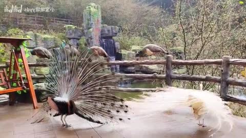 [Bifeng gorge bird paradise] international bird love day!