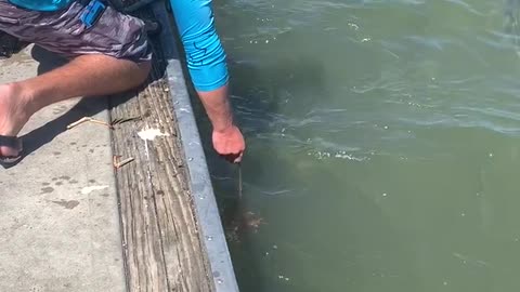 Feeding Sharks From the Dock