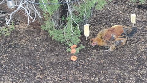 Daisy kills a deadly bark scorpion