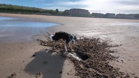 My Collie Loving Life 😊