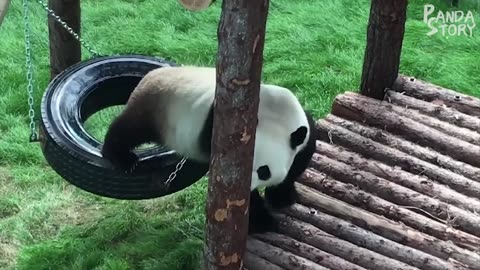 🐼 Panda Funny Moment Videos Compilation