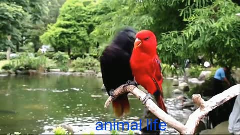 CUTE BIRD LIFE ANIMAL LIFE