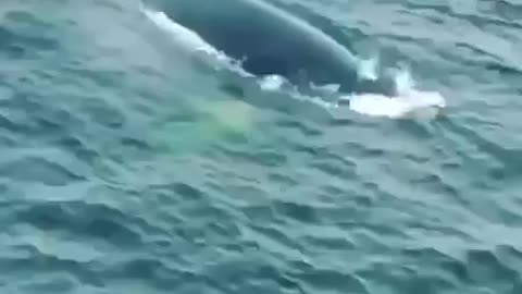 orca comes up for air