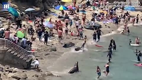 sea lions charge sunbathers chasing them off a San Diego beach