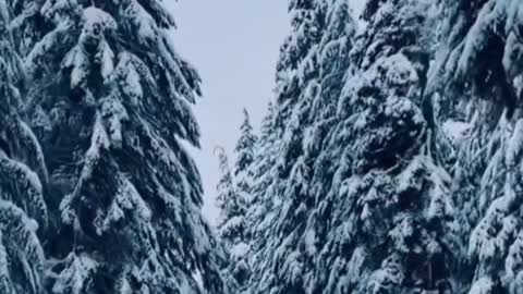 Walking quietly in the snow