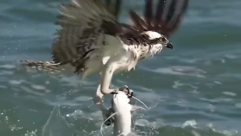 Bird Catches Giant Cat Fish