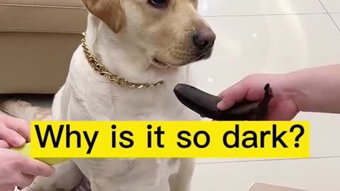 Funny dog video