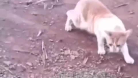 Funny animal vidoes #rumble.com#viral#funny #animals