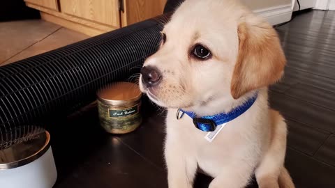 Quite pappy is trenning Labrador puppy learning