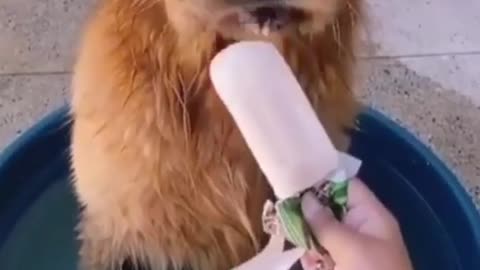 Golden retriever enjoys his popsicle