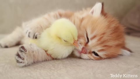 Kitten sleeps sweetly with the Chicken (funny video)