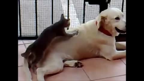 funny dog videos Funny Cat Videos, Funny Dog Videos,courage the cowardly dog