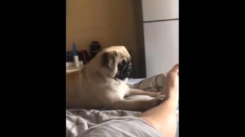 Funny dog playing video....😂