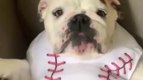 Big boss bulldog 2