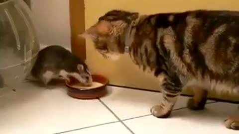 Tom and Jerry fight