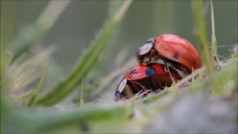 Ladybugs Making Love Close Up