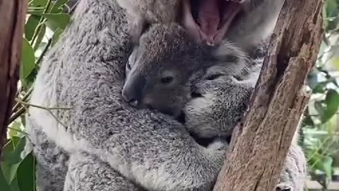 Baby koala & it's mom 🥹🐨