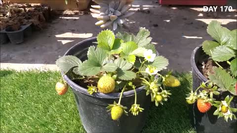 How to remove seeds from Strawberry.harvest full videos