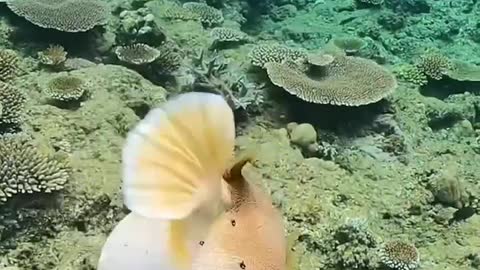 Funny Puffer fish or potka fish.