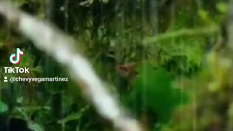 “¡Impresionante! 🌩️🐦 Observa cómo este valiente colibrí desafía una tormenta. 🌺💧