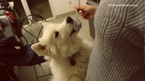 White dog standing next to woman licking peanut butter from spoon