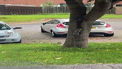 Cat Chases Squirrel Around Tree