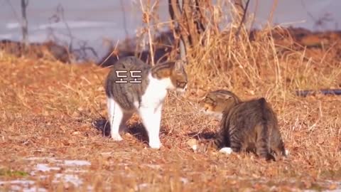 Real Cats Fighting Deadly, New Cats Fights