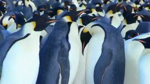 Dad Penguin Defends His Chick from Bully