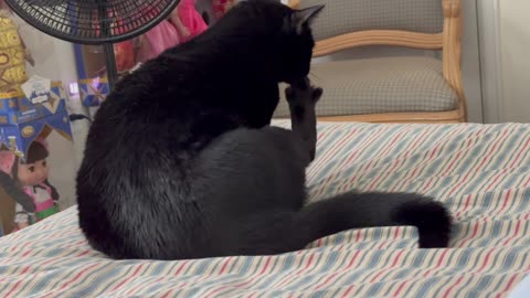 Adopting a Cat from a Shelter Vlog - Cute Precious Piper Shows How She Does Her Nails