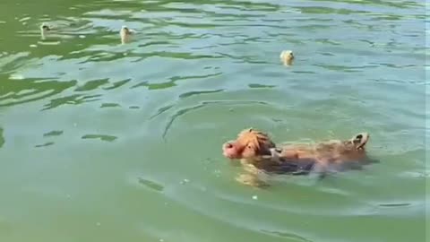 The weather is hot, and the mother chicken takes her chick to swim